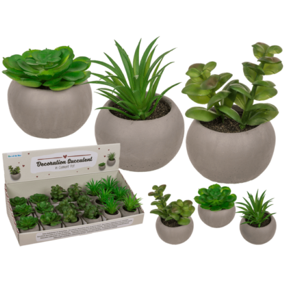 Deco succulent in cement pot,