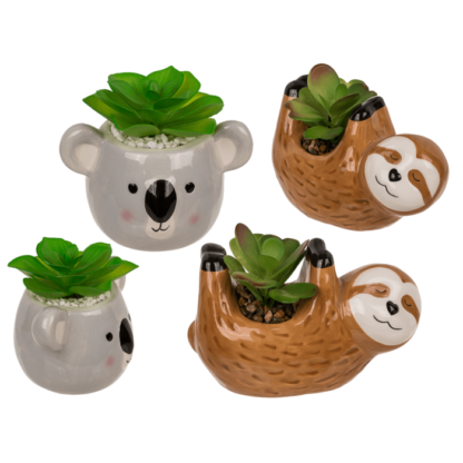 Deco succulents in ceramic pot,